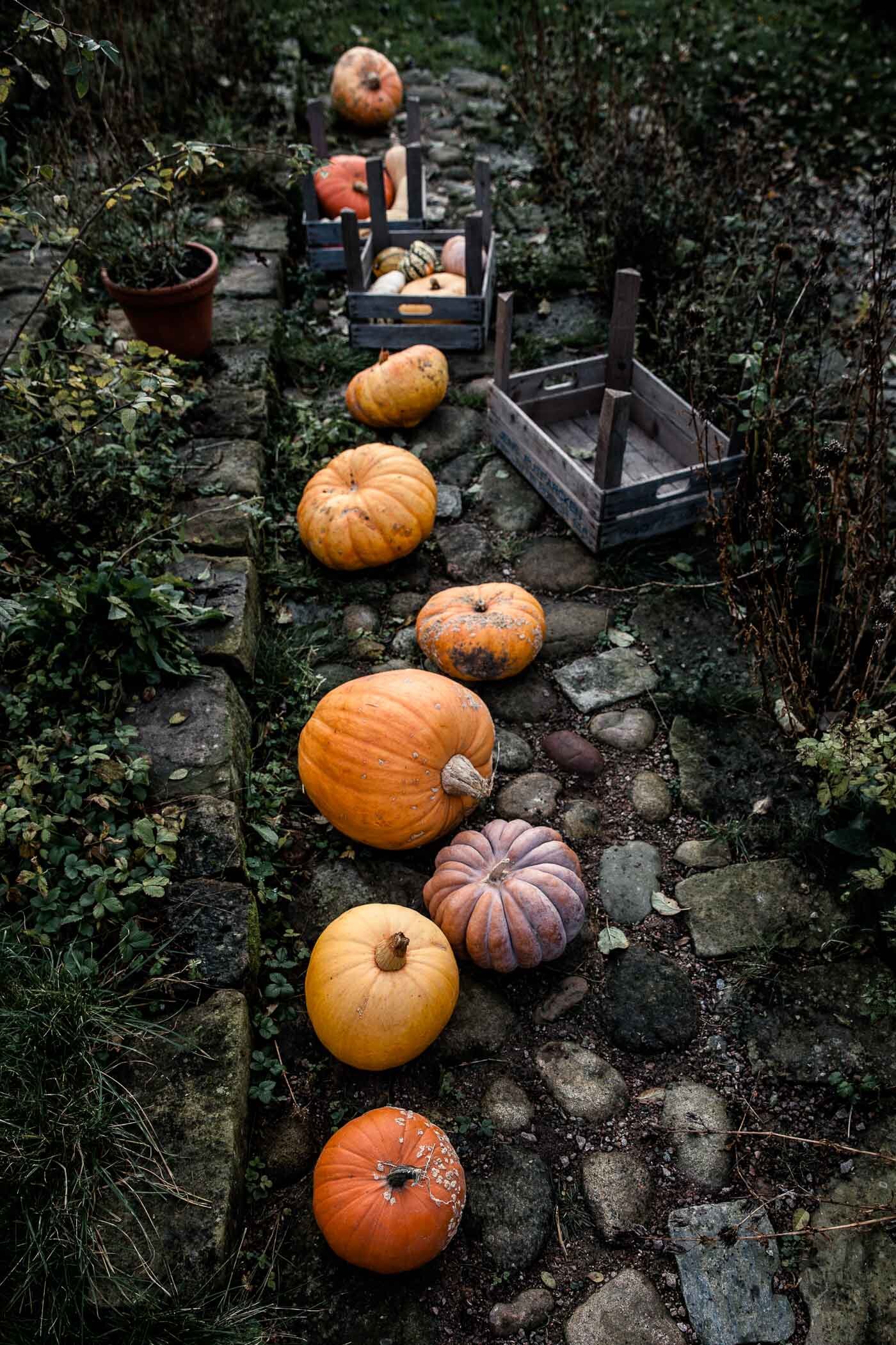 kuerbisse-im-garten-aufgereiht-kuerbis-stilleben-veggielicious-food-fotografie-01-dt-hoch.jpg