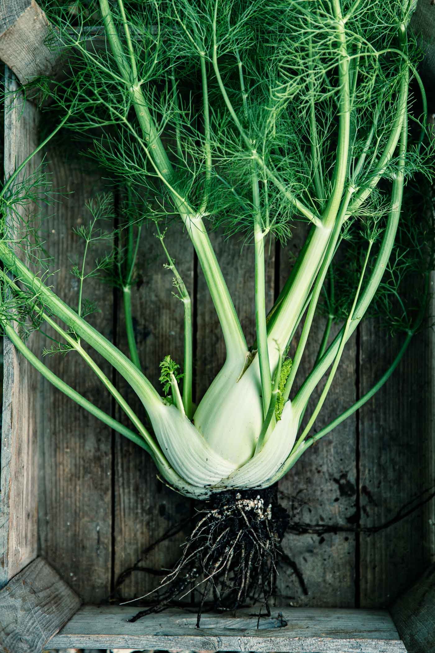 fenchelknollen-in-holzkiste-fenchel-stilleben-veggielicious-food-fotografie_008-dt-hoch.jpg