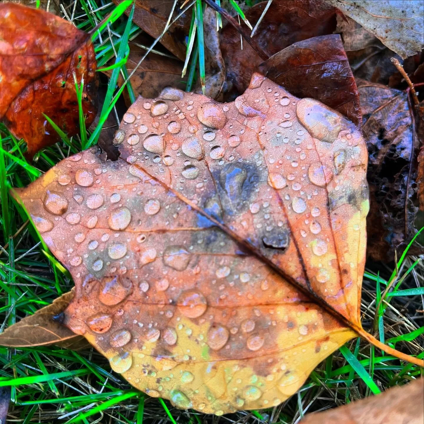 We really do get to decide what we hold on to and what we let go of. And there&rsquo;s no place for judgement on the things that stick around longer than you want them to - it&rsquo;s just a place to consider why&hellip;

🍁What is it serving? 
🍁Wha