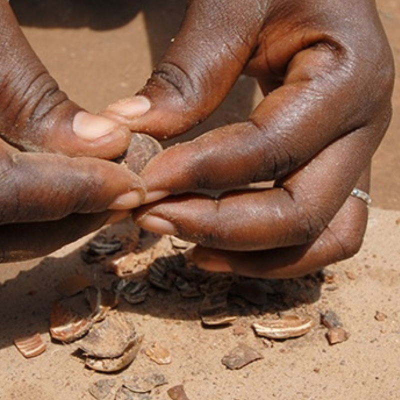 The story behind our organic shea butter