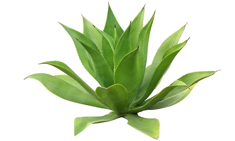 yucca2_5.jpg