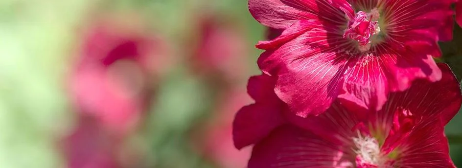 I have a perfume allergy. Do Green People products contain any perfumes? 