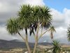 Irish palm tree.jpg