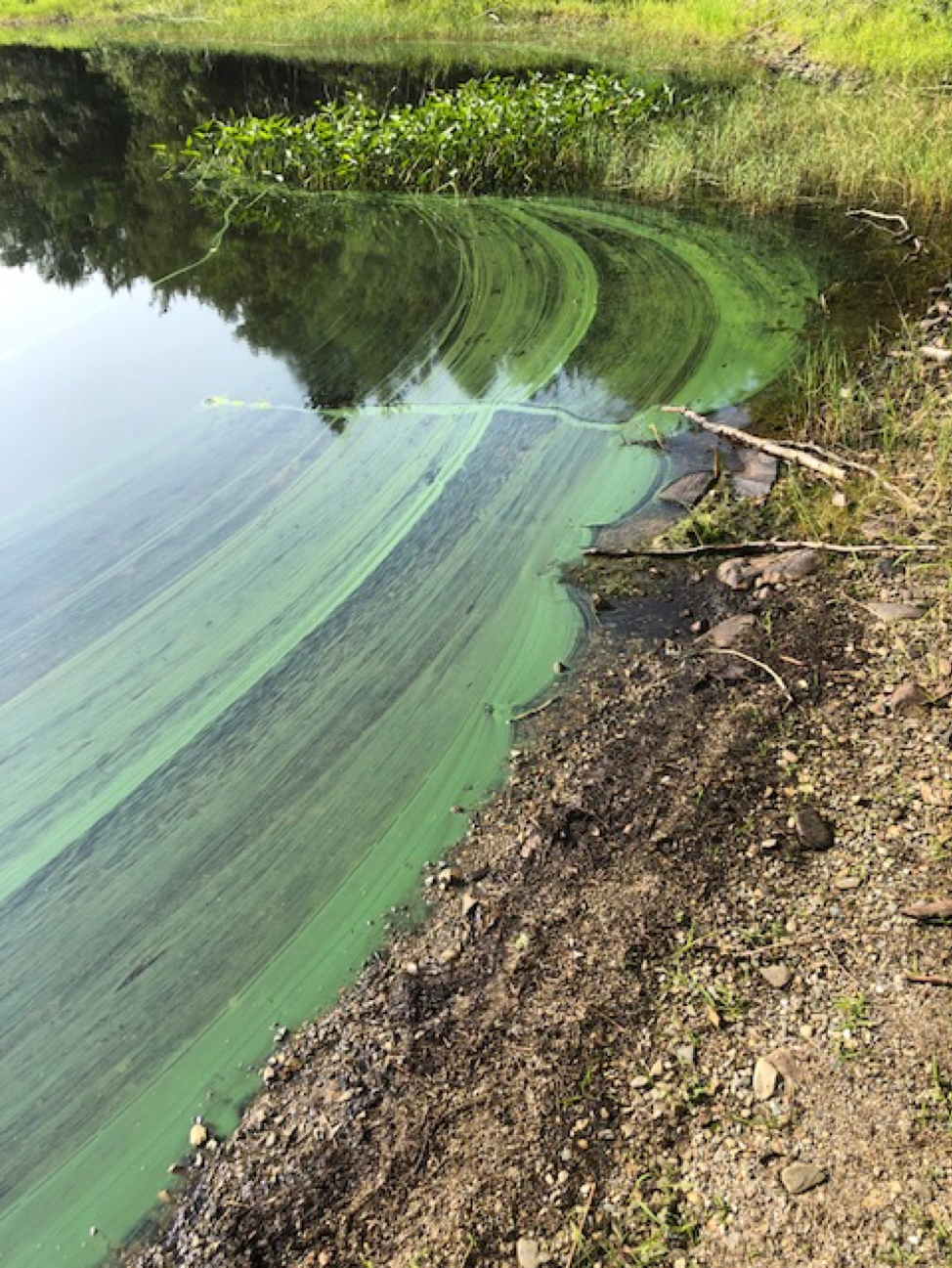 Late-summer algal bloom present at Fanning Lake, NS.
