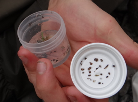 Invertebrate drift collected downstream of Didymo blooms on the North Branch of the Kedgwick River, NB.