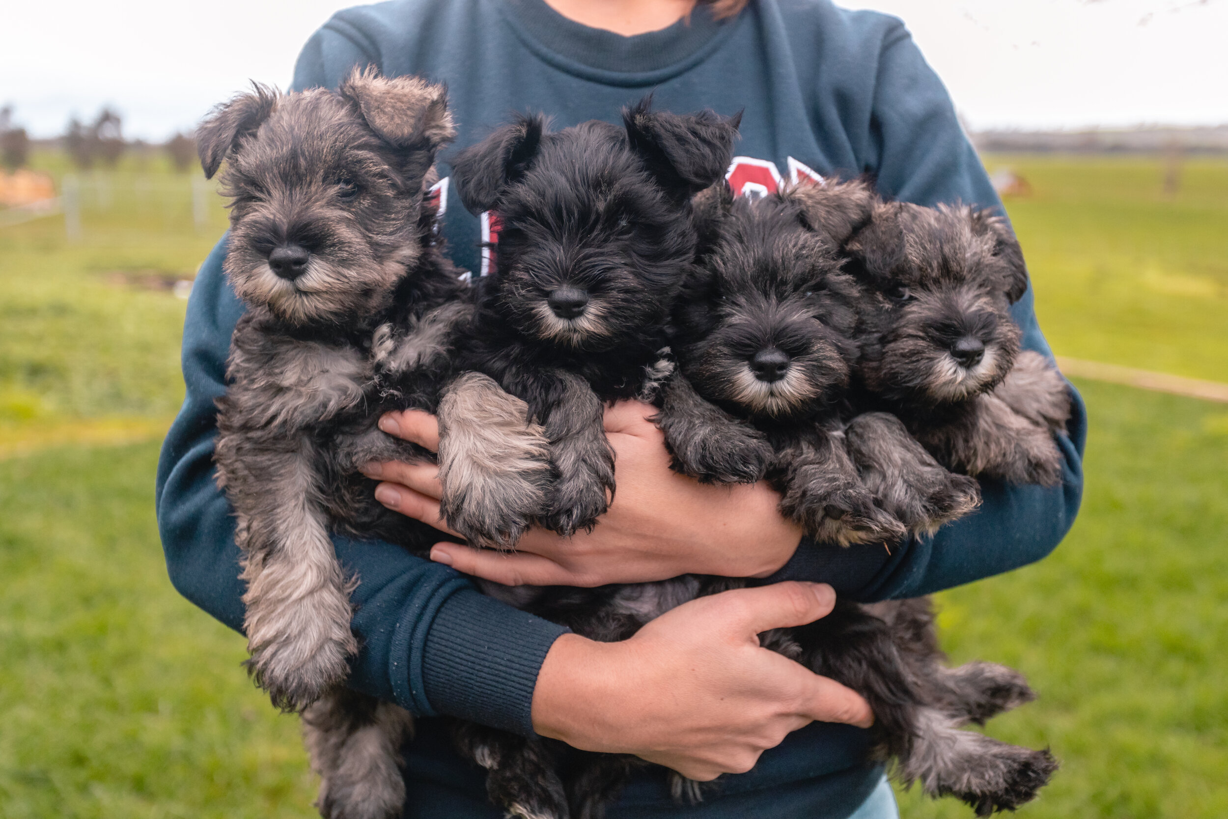 Wolki Schnauzers Miniature Schnauzer