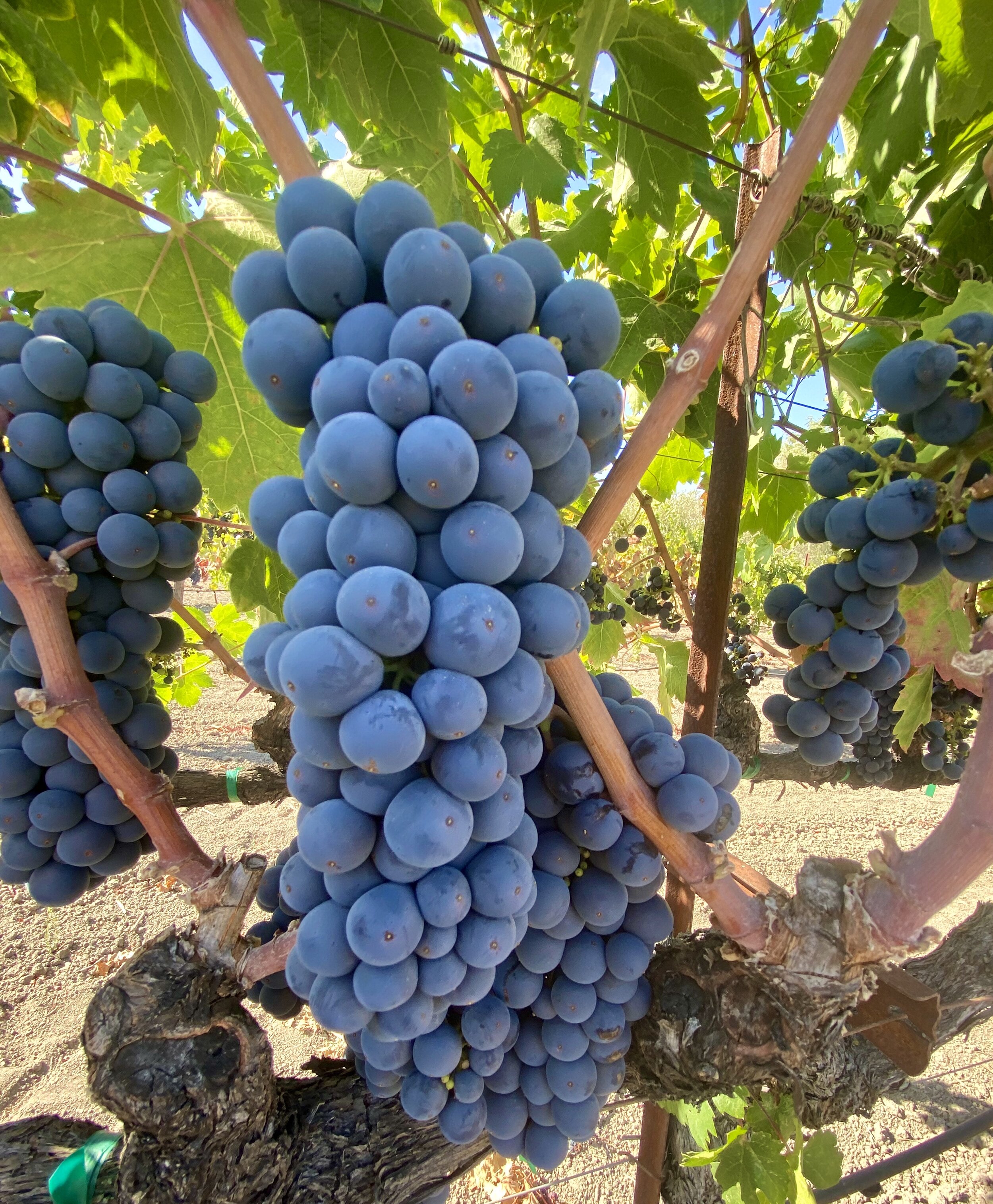 Acre 2020 harvest beautiful grape bunch.JPG