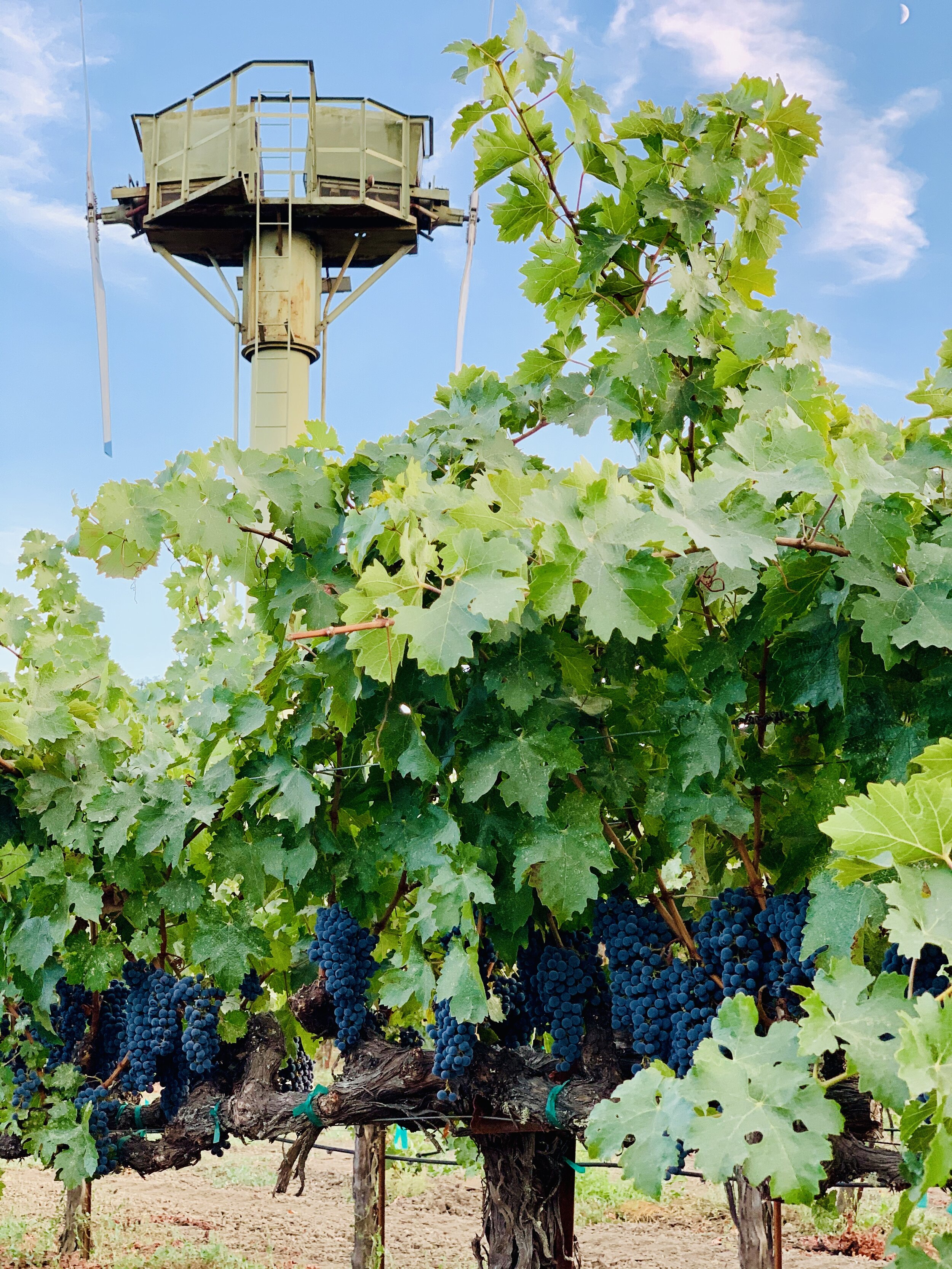 Acre Mill Race windmill vineyard grape bunches.jpg