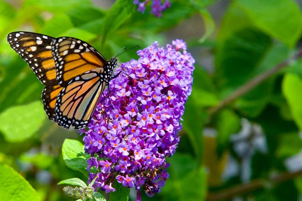 flowers3.jpg