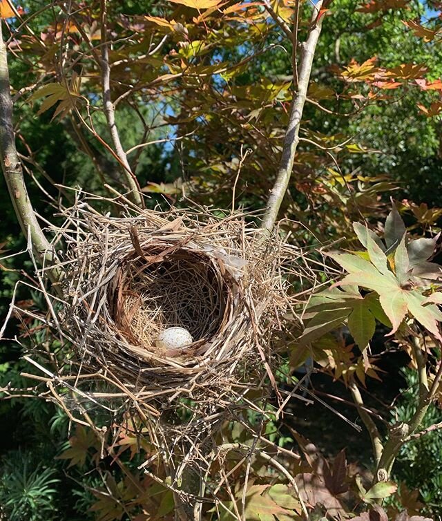 I want to buy this tree. Do I need to wait for egg to hatch? #japanesemaple
