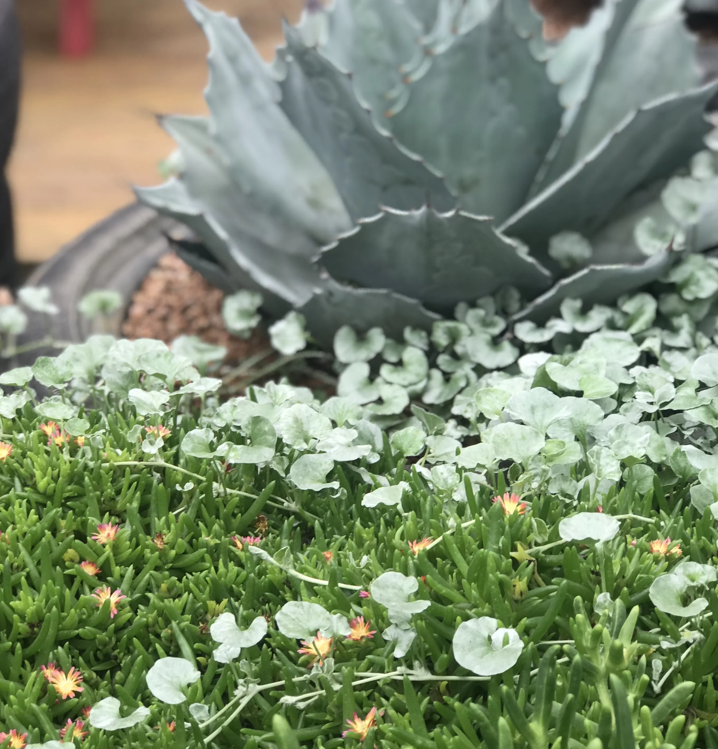 lous ice plant.jpg