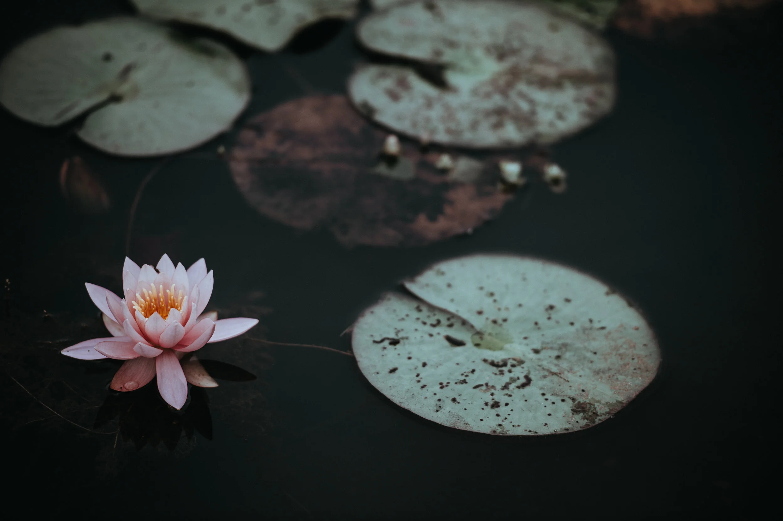 Fear and Lovingkindness in Insane Times