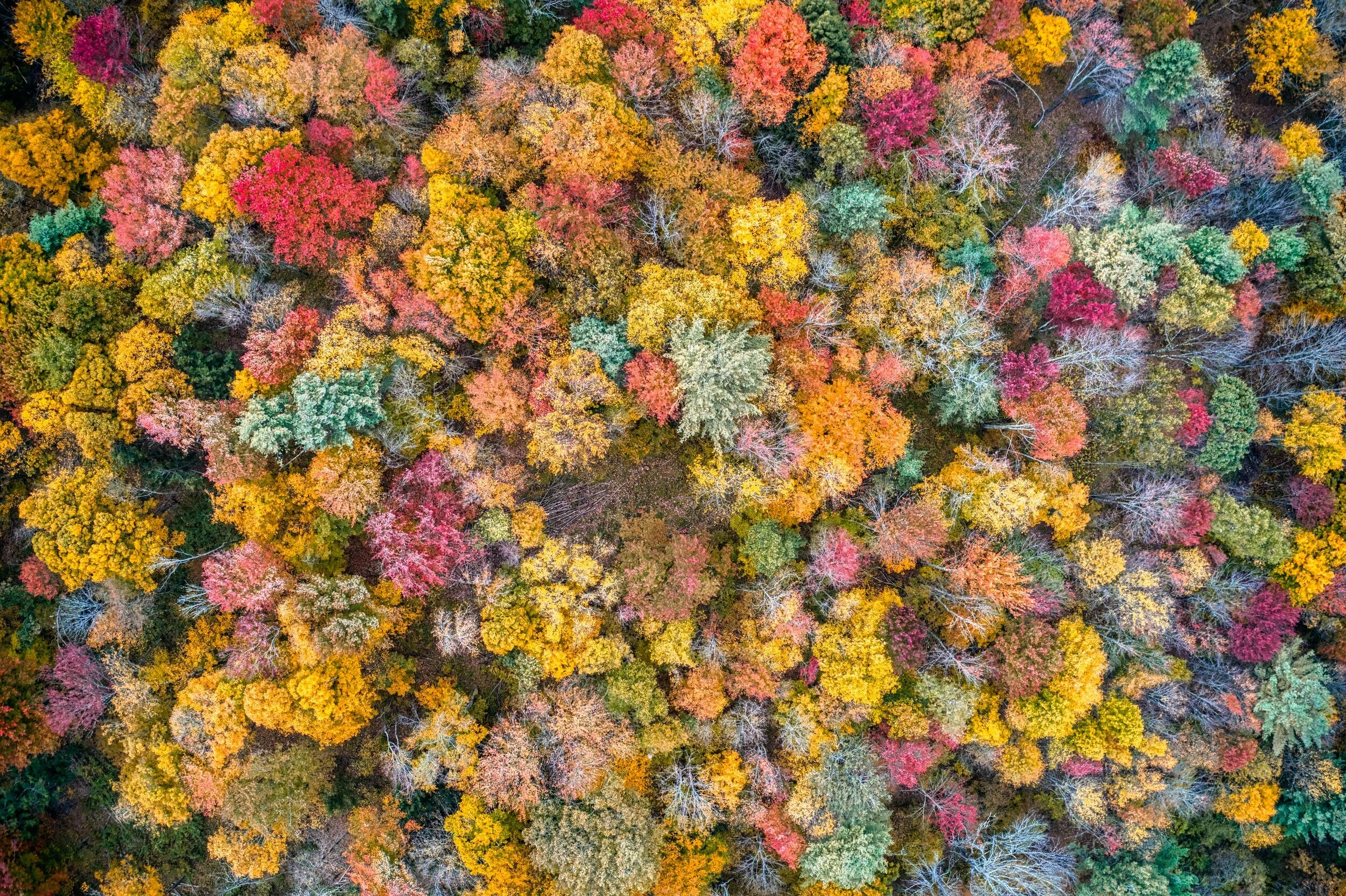 unsplash-image-zY_ww-aVYSU.jpg