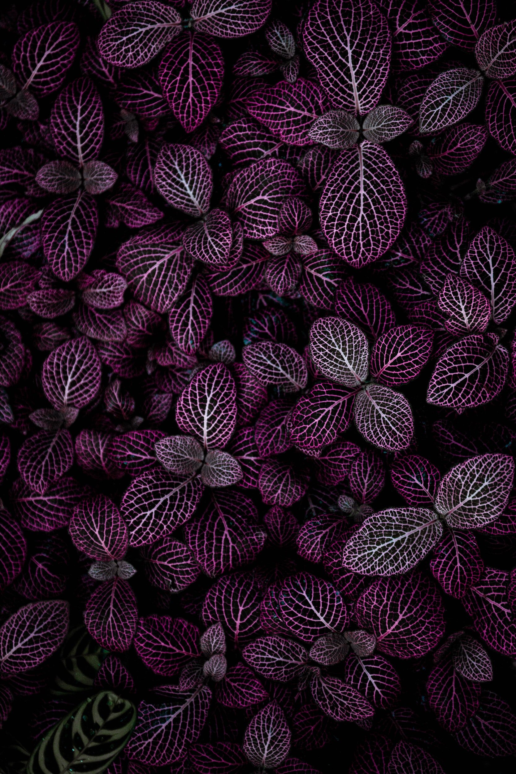 unsplash-image-gE1phX0Lbos.jpg