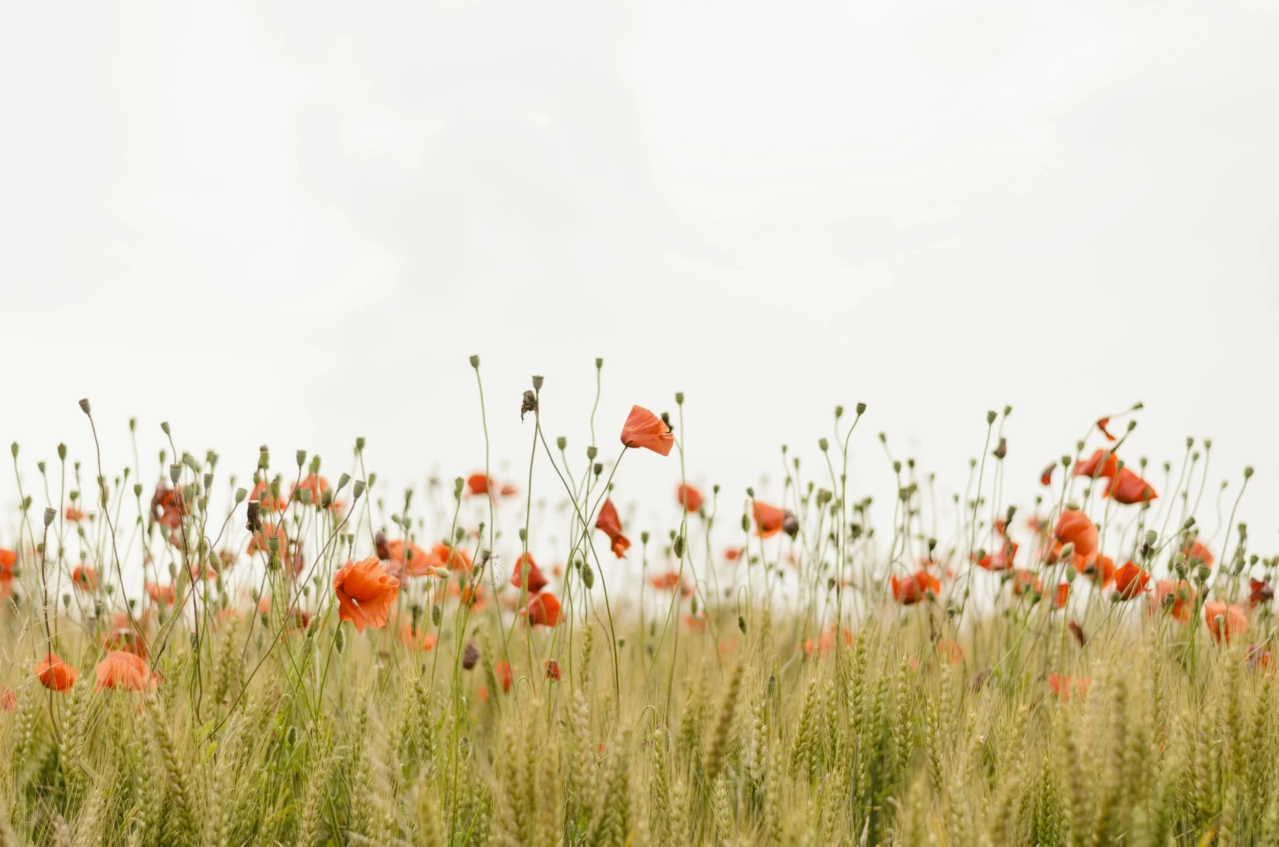 unsplash-image-IicyiaPYGGI.jpg