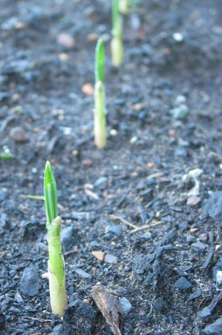 Cultivating Spaciousness in a (too) Busy Life