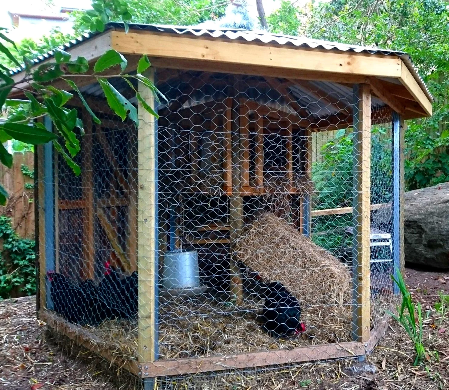 chook shed.JPG