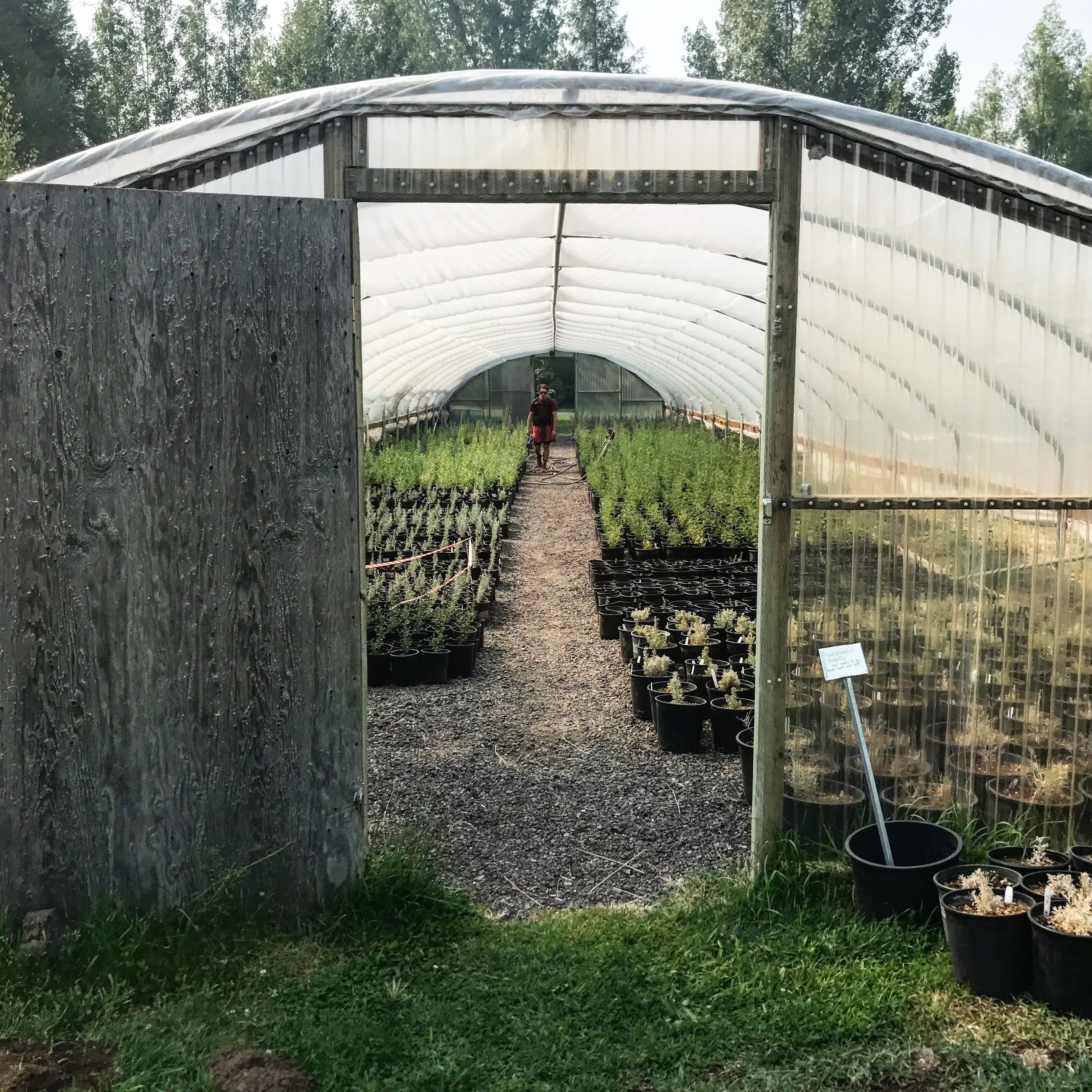The garden we stopped at where Sam asked if anyone is farming huckleberries