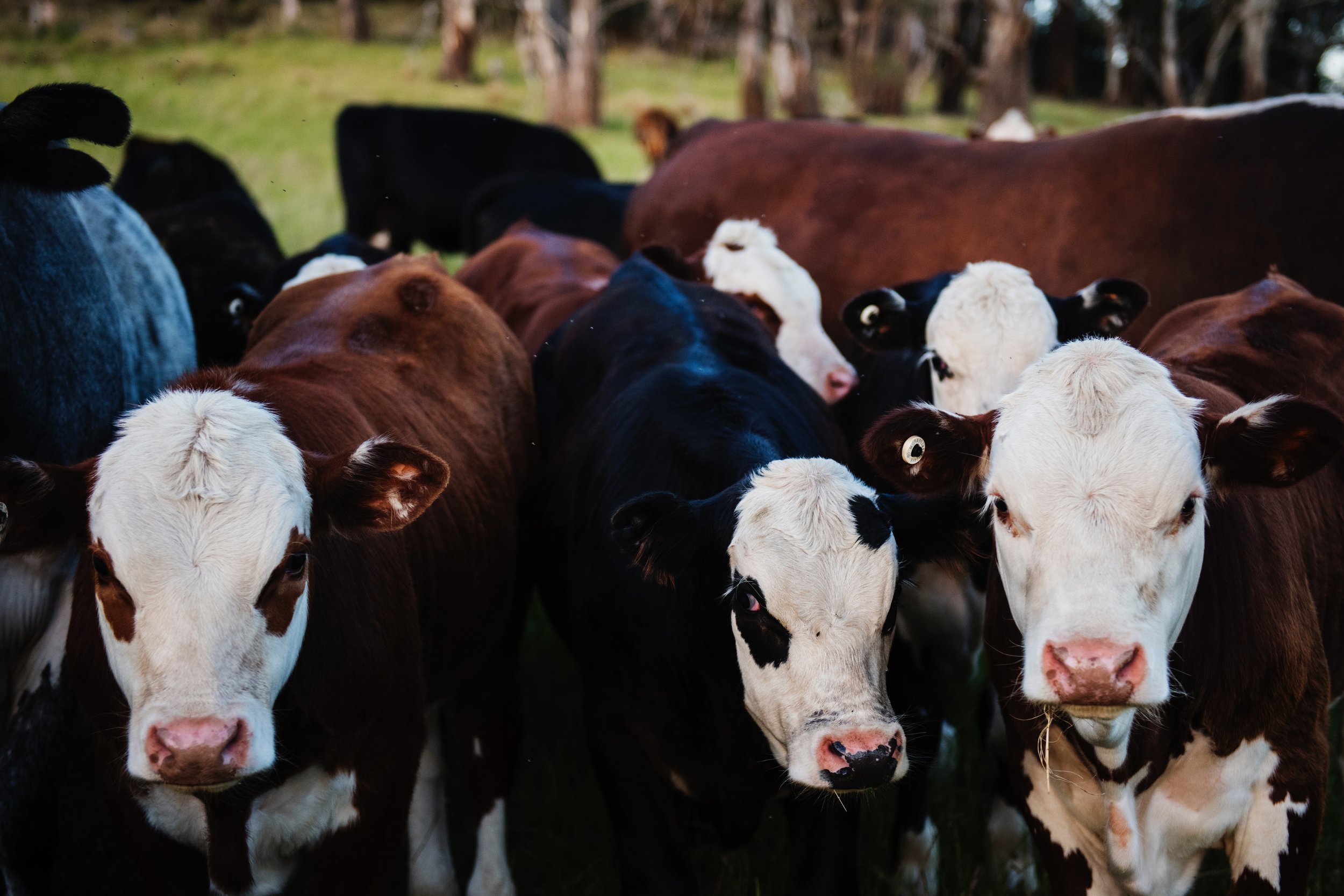 agriculture-animals-barn-735973.jpg