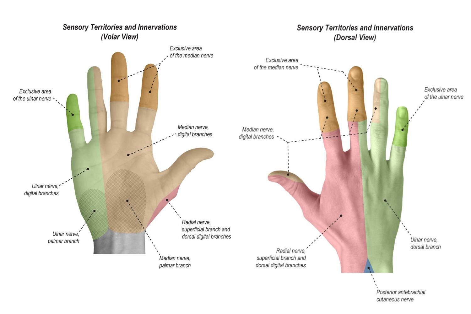 hand sensory distributions.jpg