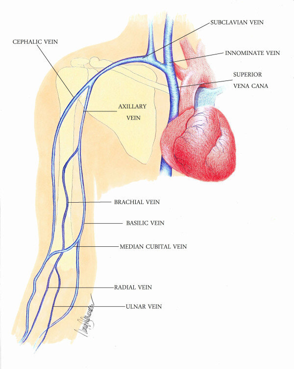 upper extremity veins
