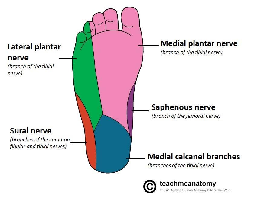 Lower Extremity Nerve Blocks Poster (in) – NYSORA