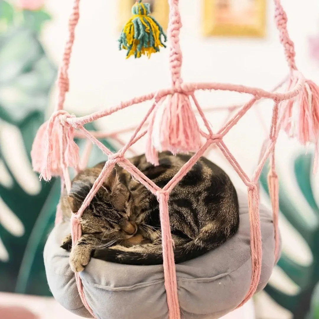 &iexcl;Conoce a Wanda! 🐈❤️ Esta adorable gatita busca un hogar amoroso donde sea la reina absoluta 🏰💕

Wanda tiene 2 a&ntilde;os, es amorosa, delicada y necesita ser la &uacute;nica mascota en su nuevo hogar, pero promete llenarlo de cari&ntilde;o