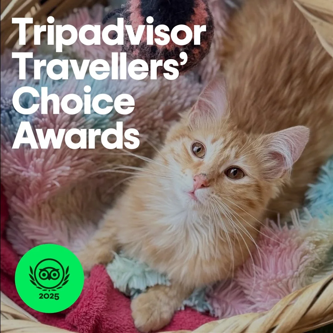 &iexcl;Estamos emocionados de anunciar que hemos ganado el premio *Traveller&rsquo;s Choice Award 2025* de Tripadvisor por a&ntilde;o consecutivo! 🐈✨

Queremos agradecer a todos nuestros clientes cat lovers por su apoyo y confianza en nosotros a tra
