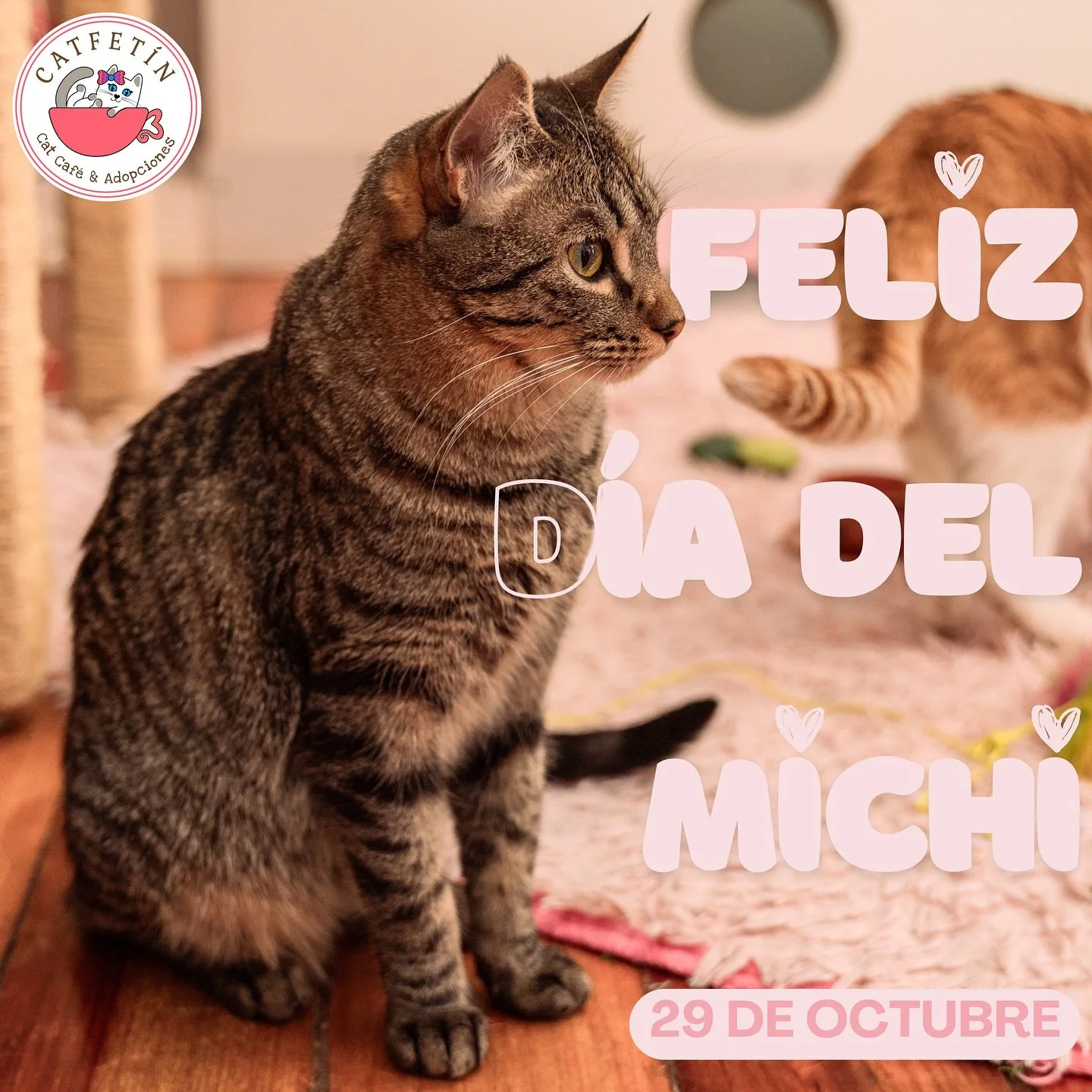 &iexcl;Hoy 29 de Octubre celebramos el D&iacute;a del Gato 🐈💖!

Esta tercera celebraci&oacute;n del a&ntilde;o fue propuesta por Colleen Paige, experta en comportamiento felino, con el objetivo de generar mayor conciencia sobre la cantidad de michi