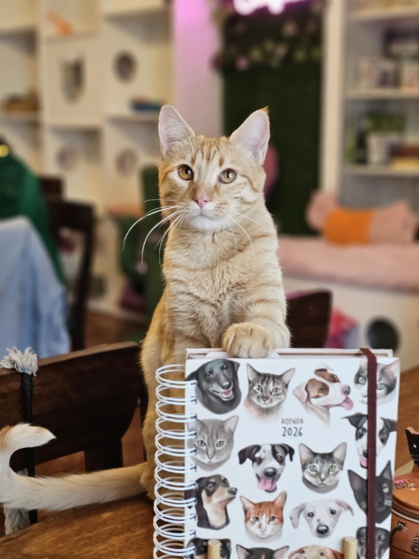 💖 &iexcl;Apoyemos a @alberguemiangel! 😻

Pierina es una querida amiga que nos inspira con su dedicaci&oacute;n desde hace much&iacute;simo, tiene a cargo a m&aacute;s de 60 angelitos rescatados 🐶🐱💞

Ven a Catfetin a comprar tu Calendario 2026 pa