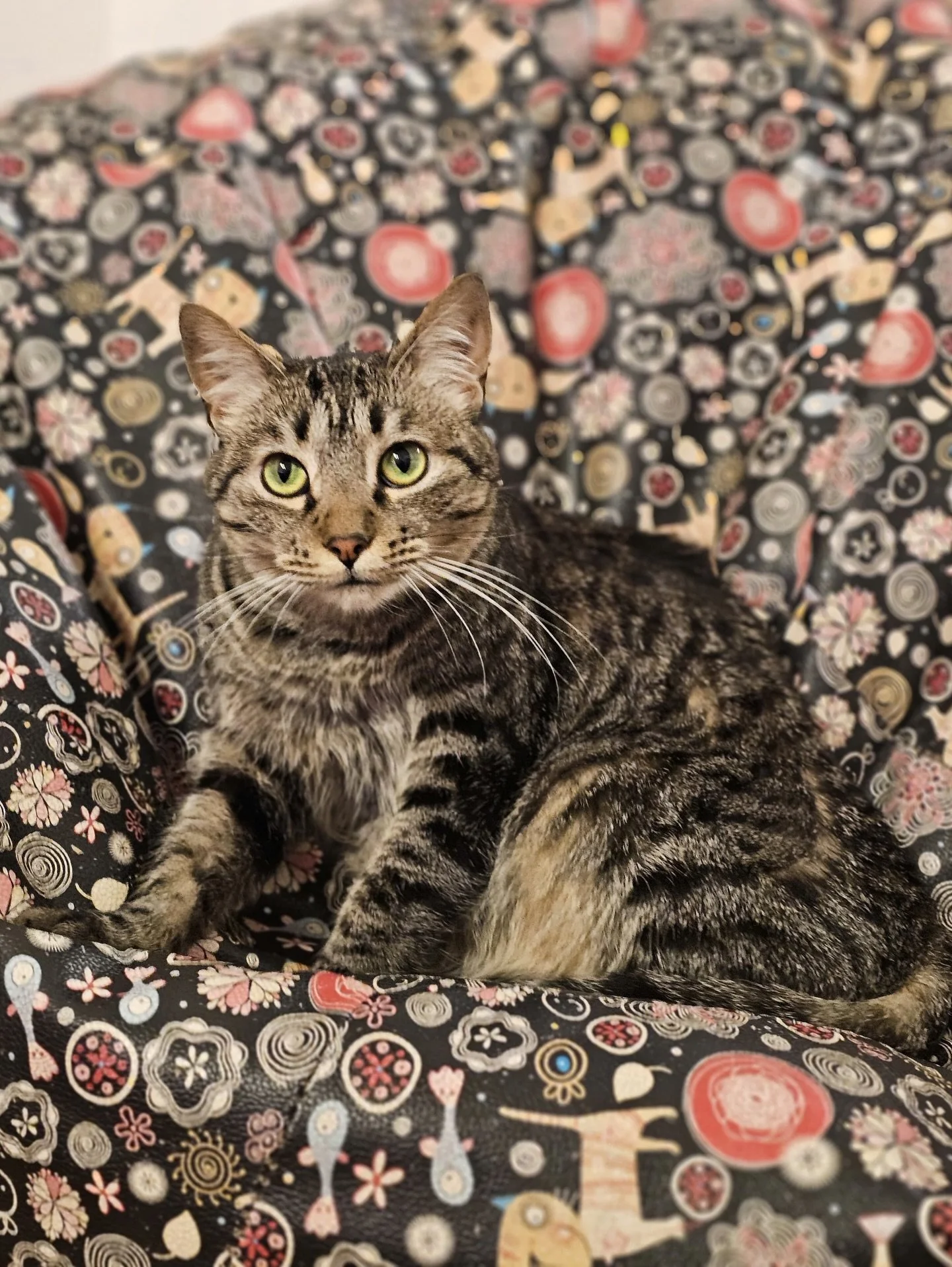 &iexcl;Ronroneos en Catfet&iacute;n Cat Caf&eacute;! 😻🌟

Ven y disfruta la mejor gato-terapia 🐾💆&zwj;♀️
☕️ Caf&eacute; de altura
🍰 Postres caseros
🐱 Conoce a Wanda, Ghost, Catalina y m&aacute;s michis en adopci&oacute;n responsable 🏠 &iexcl;Ad