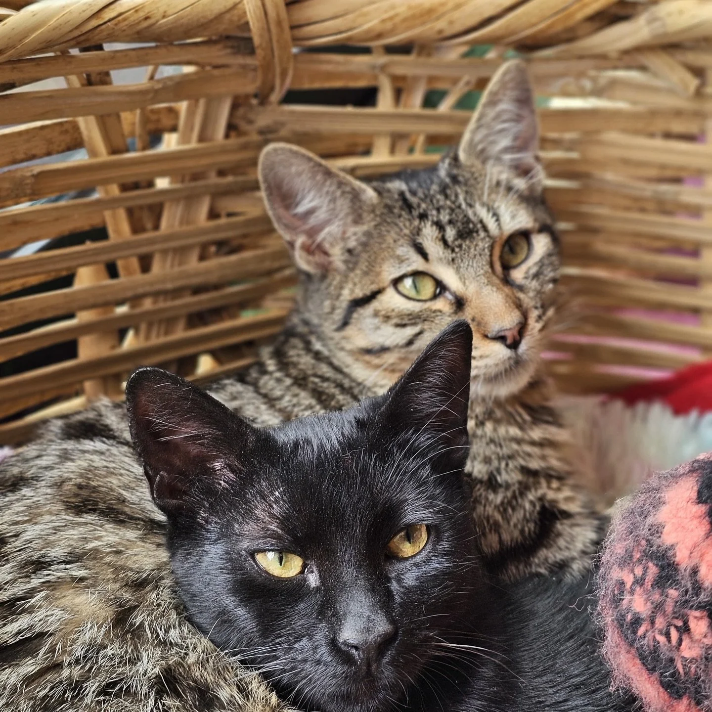 &iexcl;Buscan hogar! 🐈💕 

Kitty y Lily, hermanitas de 5 meses, son un d&uacute;o inseparable, listas para encontrar su familia. Tienen descartes, est&aacute;n vacunadas y sociables. Kitty es un poco t&iacute;mida, pero juntas son adorables 😻

&iqu