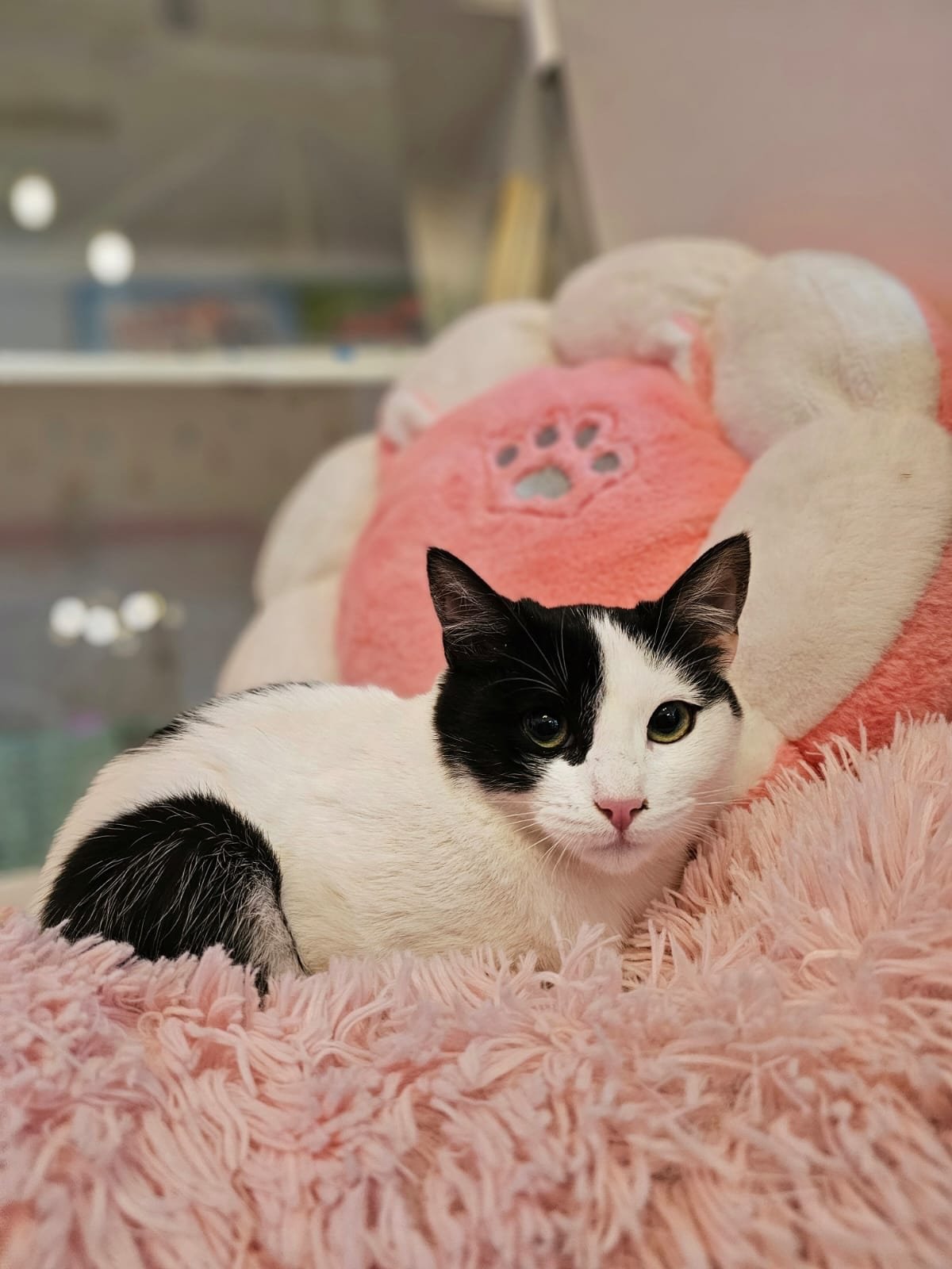 POV: conoces a Lunita y no puedes dejar de admirar su belleza con esos ojos que lo dicen todo&hellip;🤍🖤

Tiene 4 meses, es negativa en FIV/FeLV ✅ su mam&aacute; rescatada fue esterilizada en nuestra &uacute;ltima campa&ntilde;a. Lleg&oacute; al mun