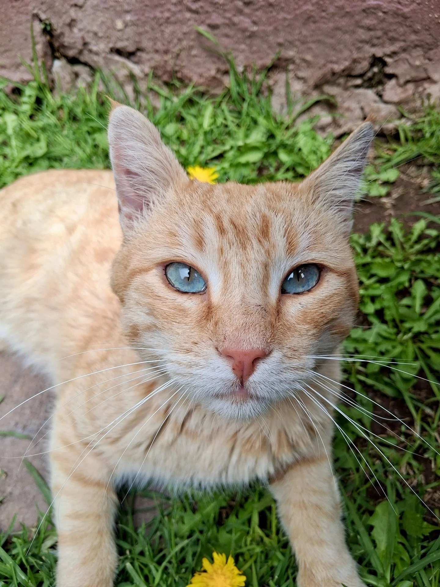🍊 Les presentamos a Mandarina, un michi de ojos que enamoran 🐈

Apareci&oacute; hace un tiempo en el trabajo de un grupo de humanos incre&iacute;bles, y desde entonces lo cuidan y alimentan con amor. Sin embargo, merece un hogar de verdad.

Lo hemo