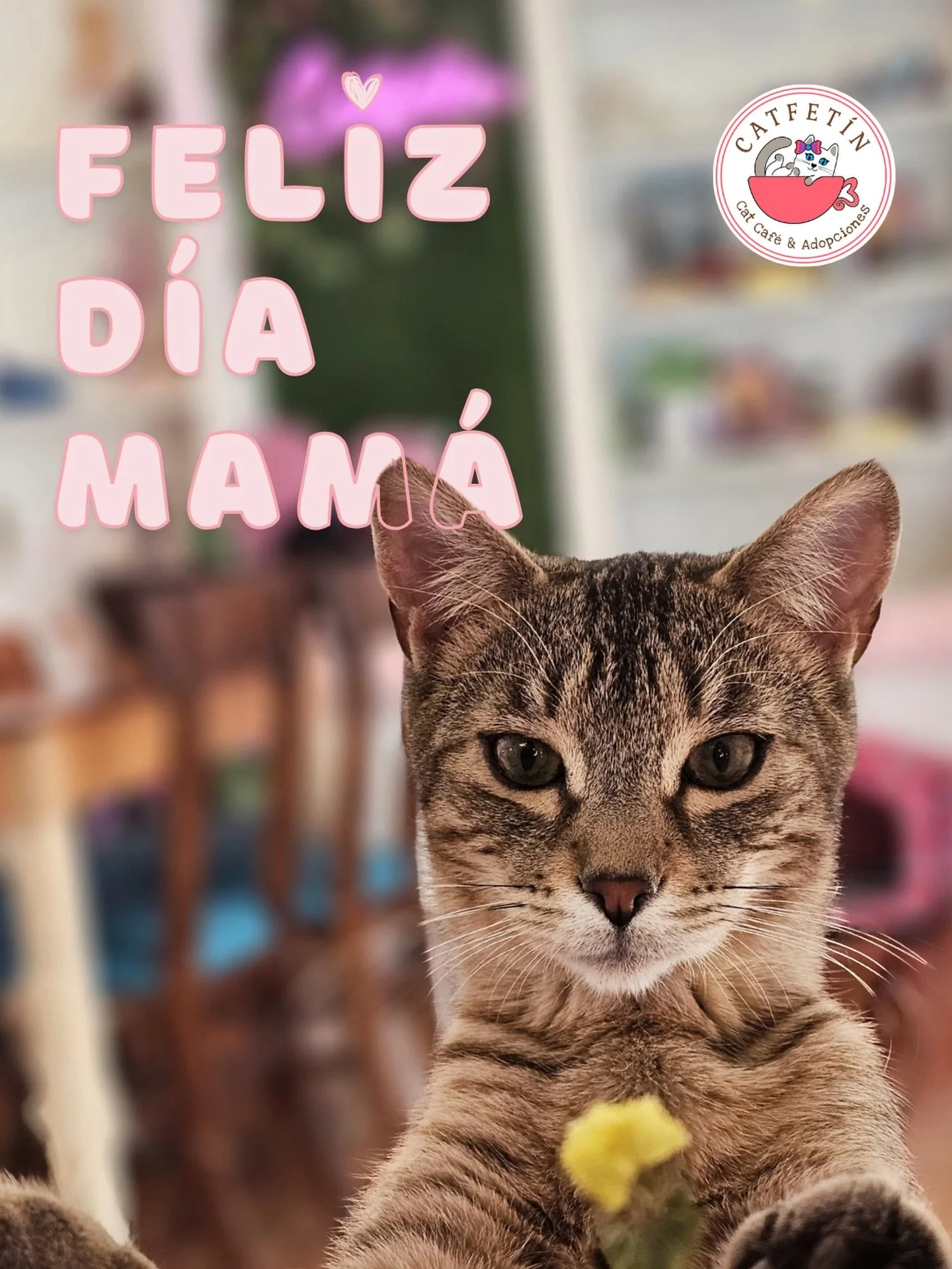 Feliz D&iacute;a de la Madre desde tu Cat Caf&eacute; favorito 💖😻 

Ash quer&iacute;a regalarte flores querida mam&aacute; 🌸🐱 Porque hoy es el d&iacute;a de las que lo dan todo sin pedir nada a cambio.

&iquest;Te animas a adoptar un michi-hijito