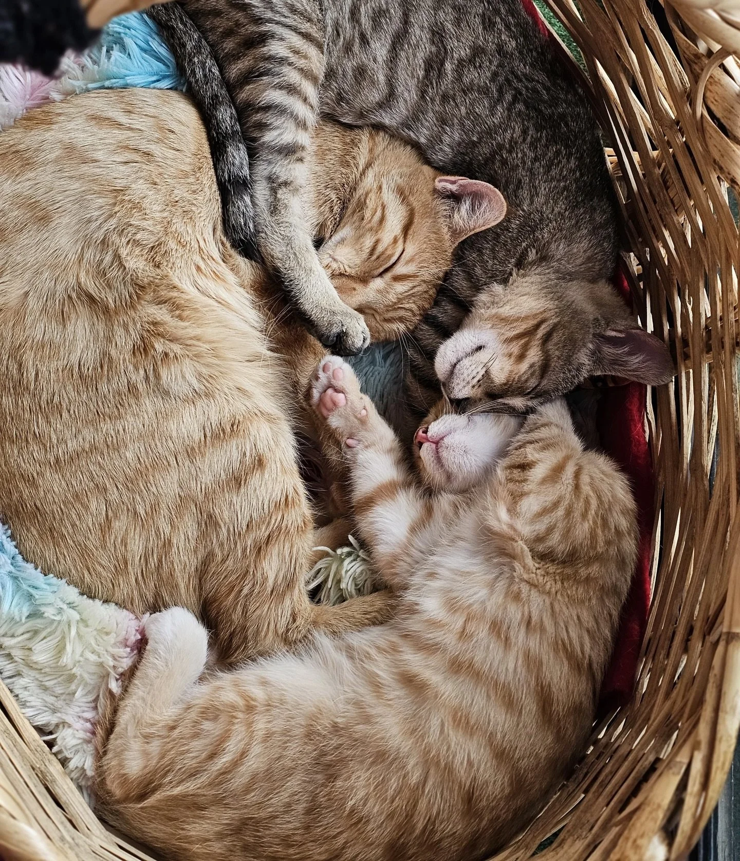 Misty, Ash y Catalina 🧡🩶🧡

Tres de nuestros siete michis en espera de un hogar&hellip; mientras tanto duermen as&iacute;, enroscaditos y sin saber lo adorables que son 🐈🧺💕

Todos tienen mucho amor por dar, solo necesitan el hogar ideal para com