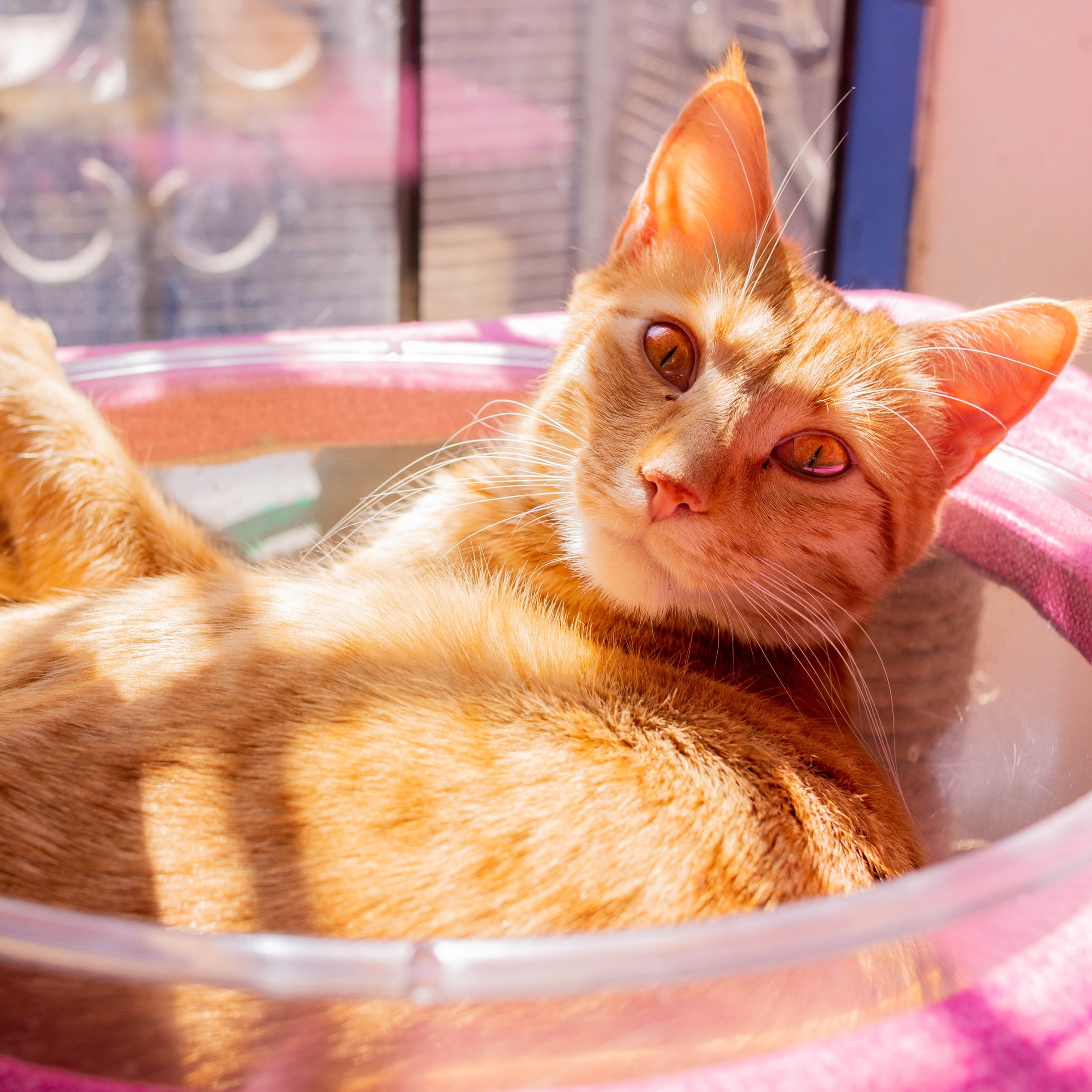 &iexcl;Feliz Caturday! 🐾🧡

La protagonista de hoy es Catalina 🐈✨
Nos acompa&ntilde;a desde hace meses y todav&iacute;a no entendemos c&oacute;mo una gatita tan especial no ha encontrado a su persona ideal. Catalina es una gatita hermosa, le encant