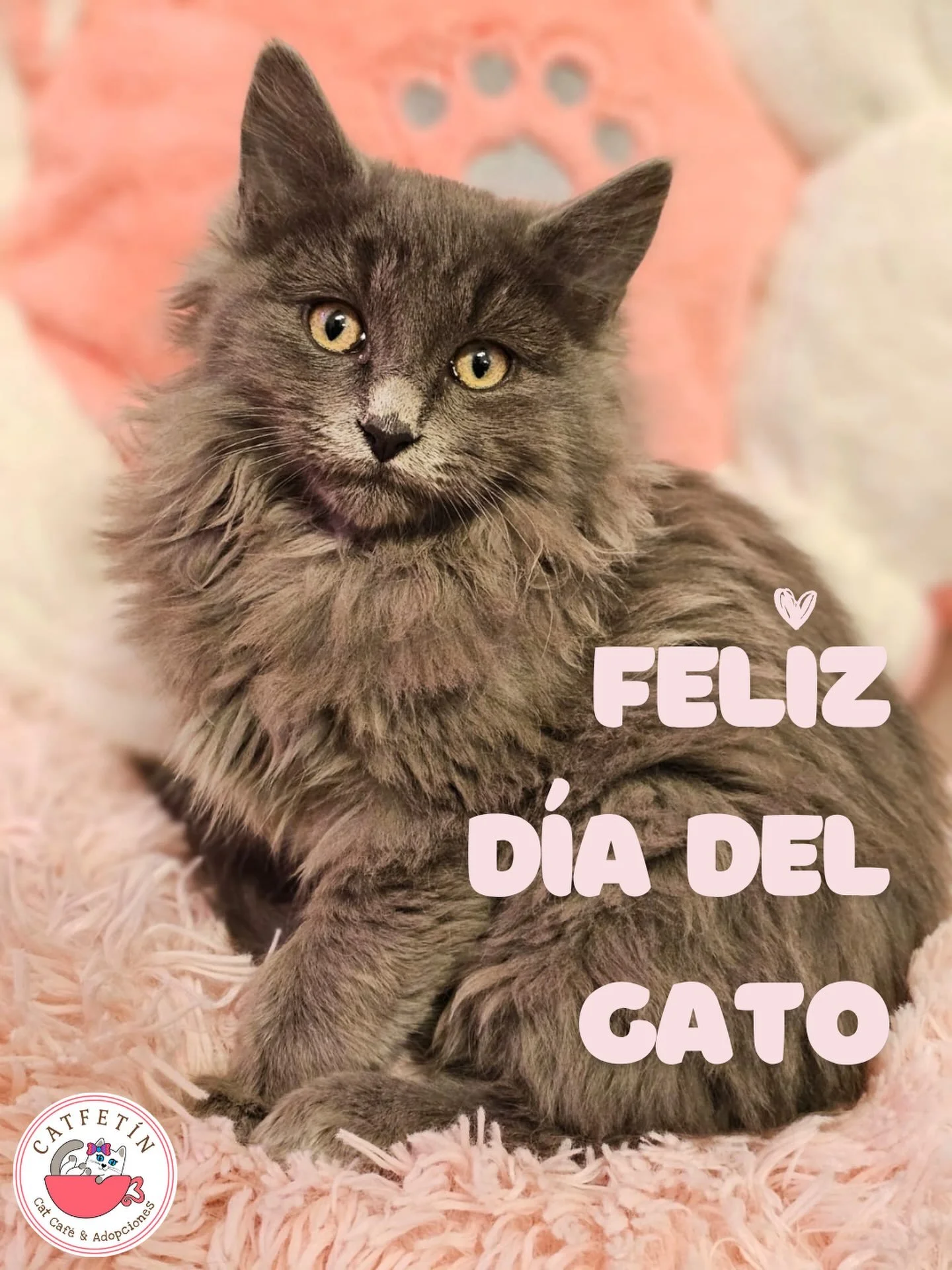 🐱💗 &iexcl;Feliz D&iacute;a Internacional del Gato! 🐾

En Catfet&iacute;n los celebramos todos los d&iacute;as, pero hoy un poquito m&aacute;s 😻✨

Celebramos sus ronroneos, sus ocurrencias, sus siestas infinitas y, sobre todo, cada segunda oportun