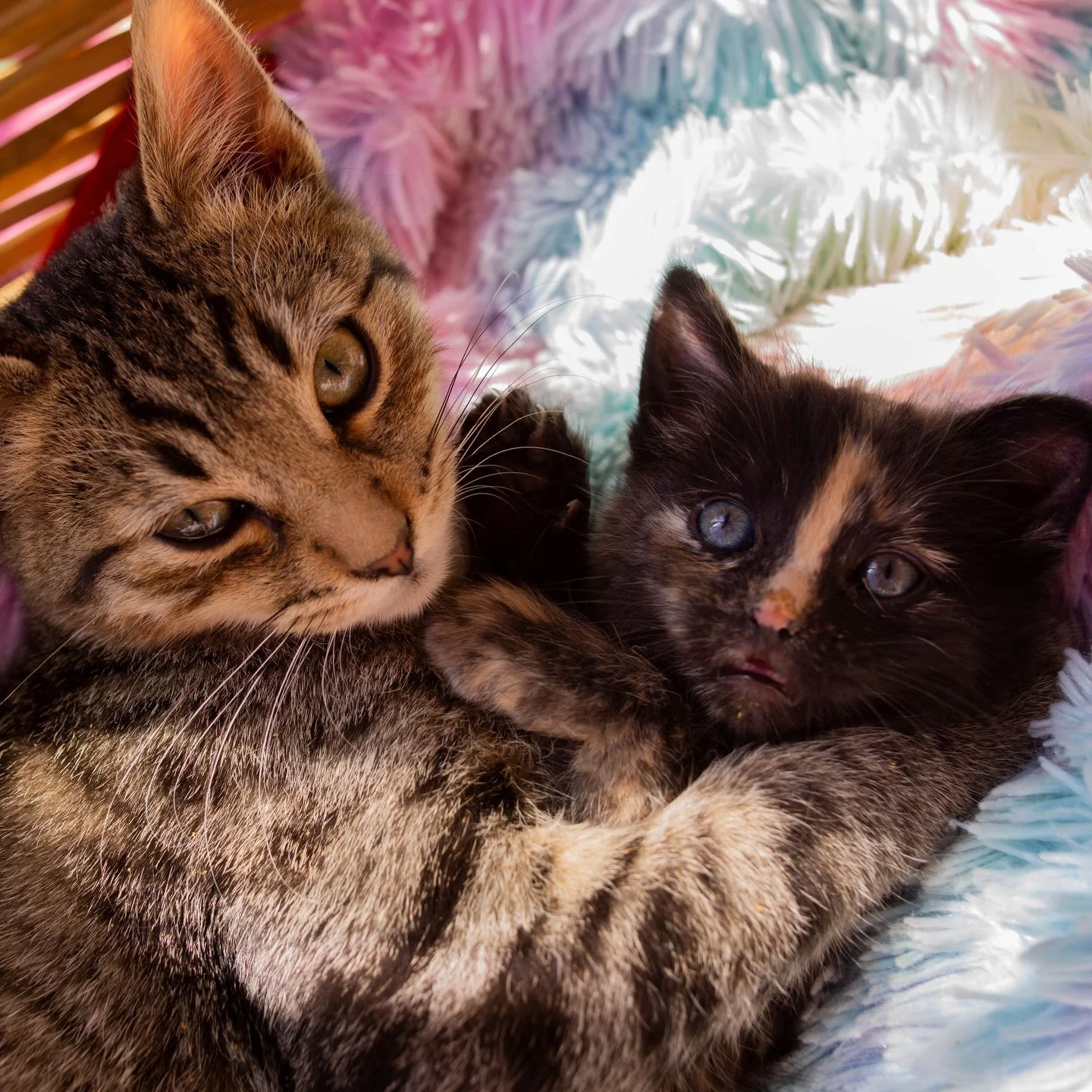 🐈⚠️ Advertencia: entrar a Catfet&iacute;n puede provocar enamorarte de un michi y hacerlo el nuevo integrante para tu hogar 😻🏡✨&hearts;️

Entre caf&eacute;, juegos y muchos ronroneos, podr&iacute;as conocer al compa&ntilde;ero que estabas buscando