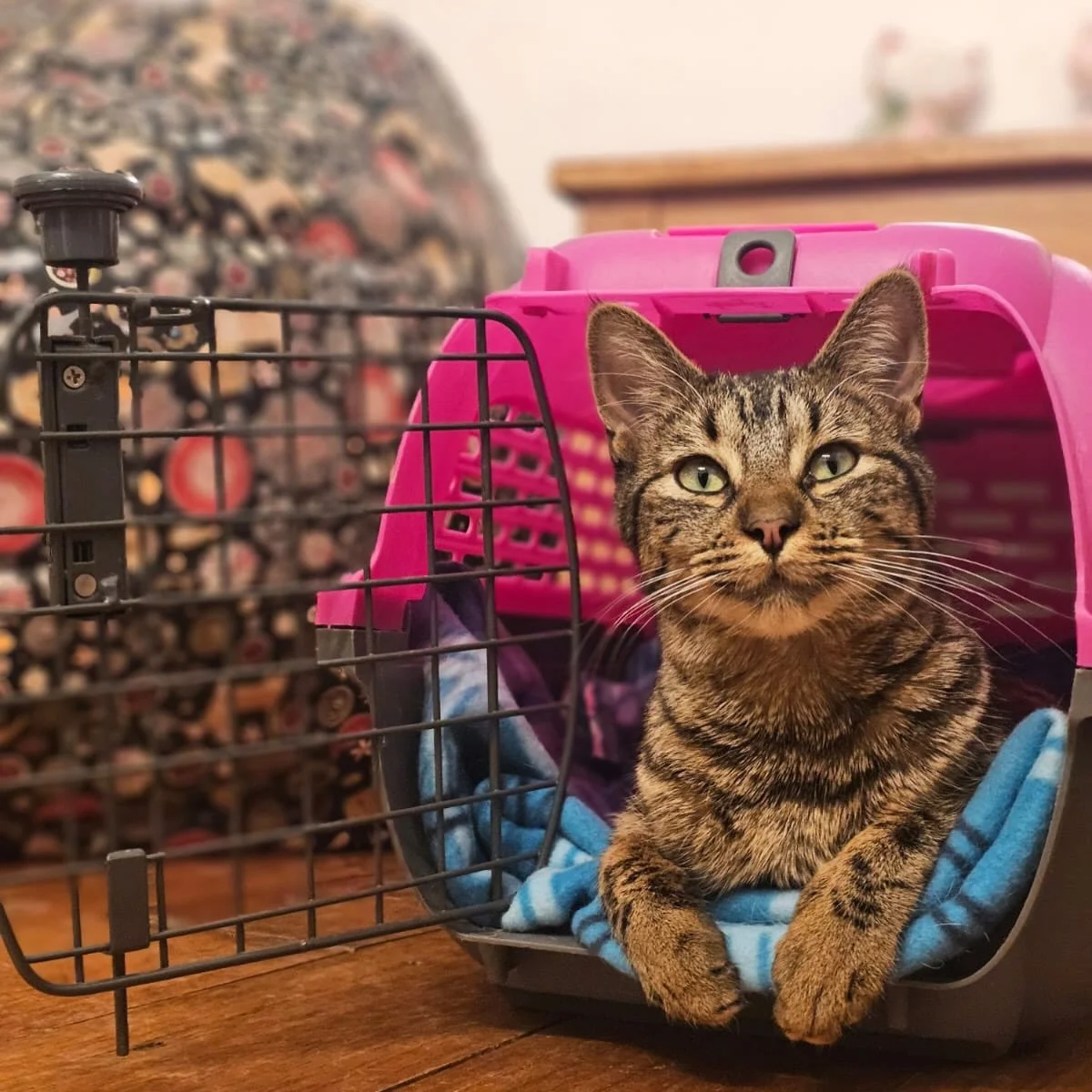 &iquest;Viniste a Catfet&iacute;n y conociste a Lily? 👀🐱💕

Entre cafecitos, visitas y sesiones de gato-terapia, Lily sigue esperando algo mucho m&aacute;s importante: encontrar una familia para siempre. 🐈🏡

Ven a conocerla, pasa un ratito con el