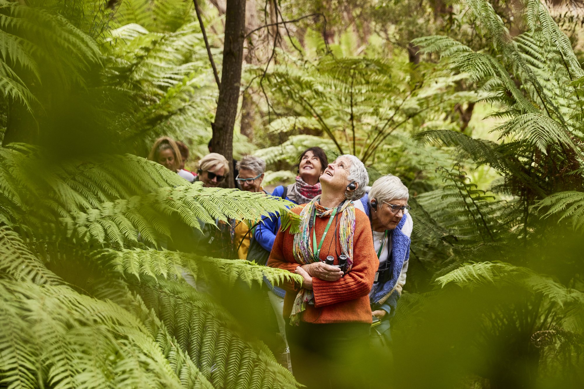 WildlifeWonders - Walk with Wildlife tree fern gully.jpg