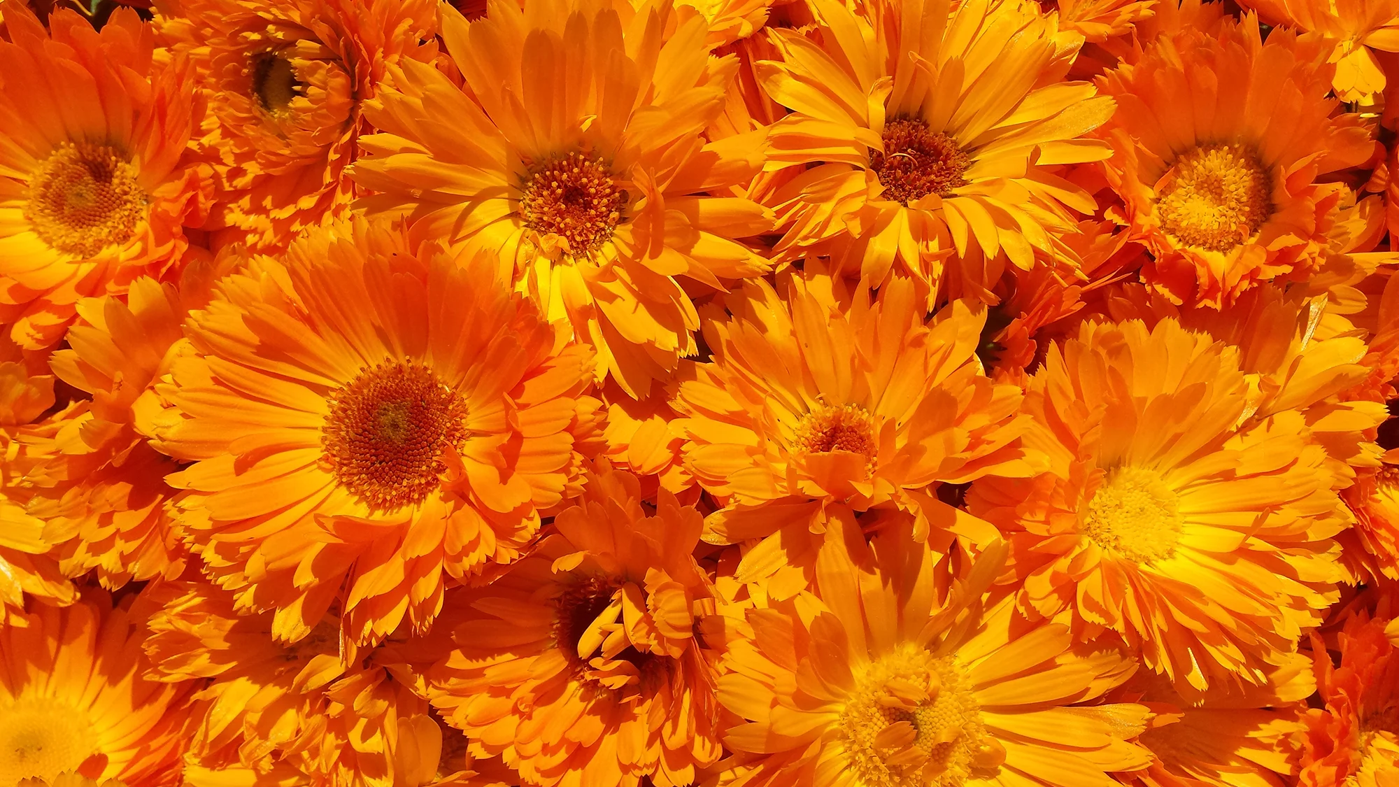 calendula.jpg