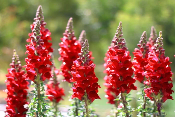 Flower Meaning / via flowermeaning.com