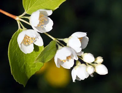 The Flower Expert /via www.theflowerexpert.com