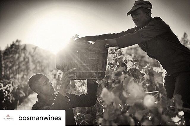 Good luck to the winery with the biggest hearts in SA! We hope you have an amazing vintage!

Posted @withregram &bull; @bosmanwines Ready, steady&hellip;&hellip; Harvest!
.
Each year from January to March, the Bosman team comes alive with the excitem