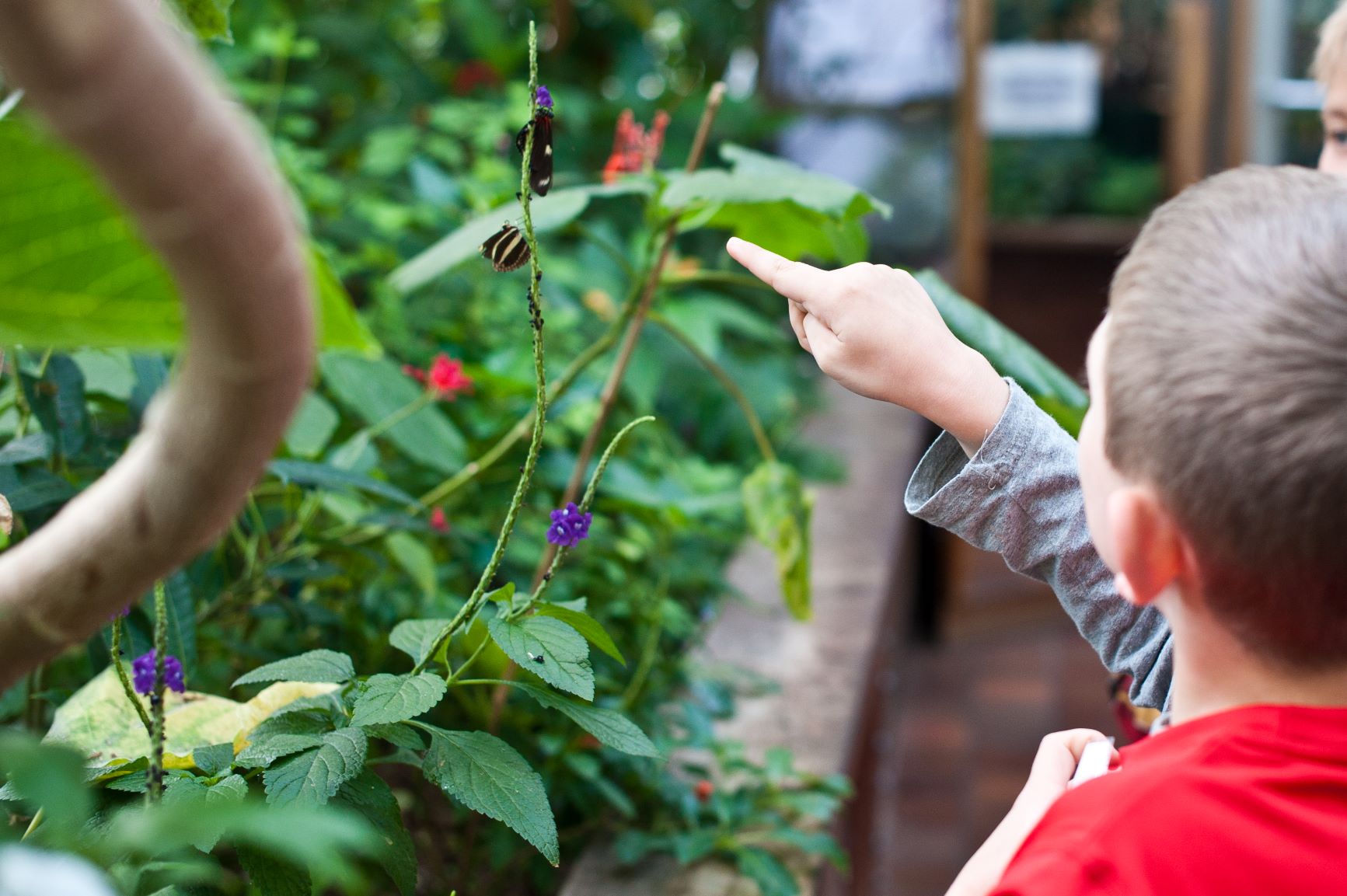 Butterfly Garden.jpg