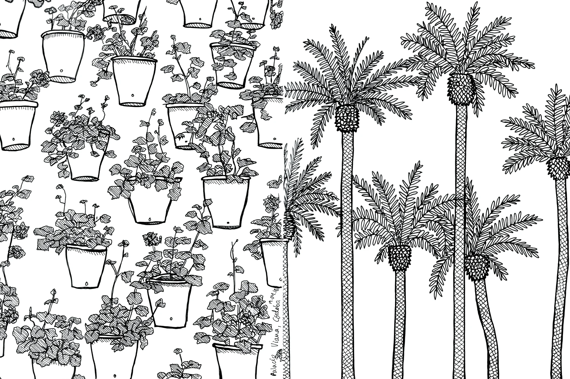 7_cordoba_pots_palmtrees_web.jpg