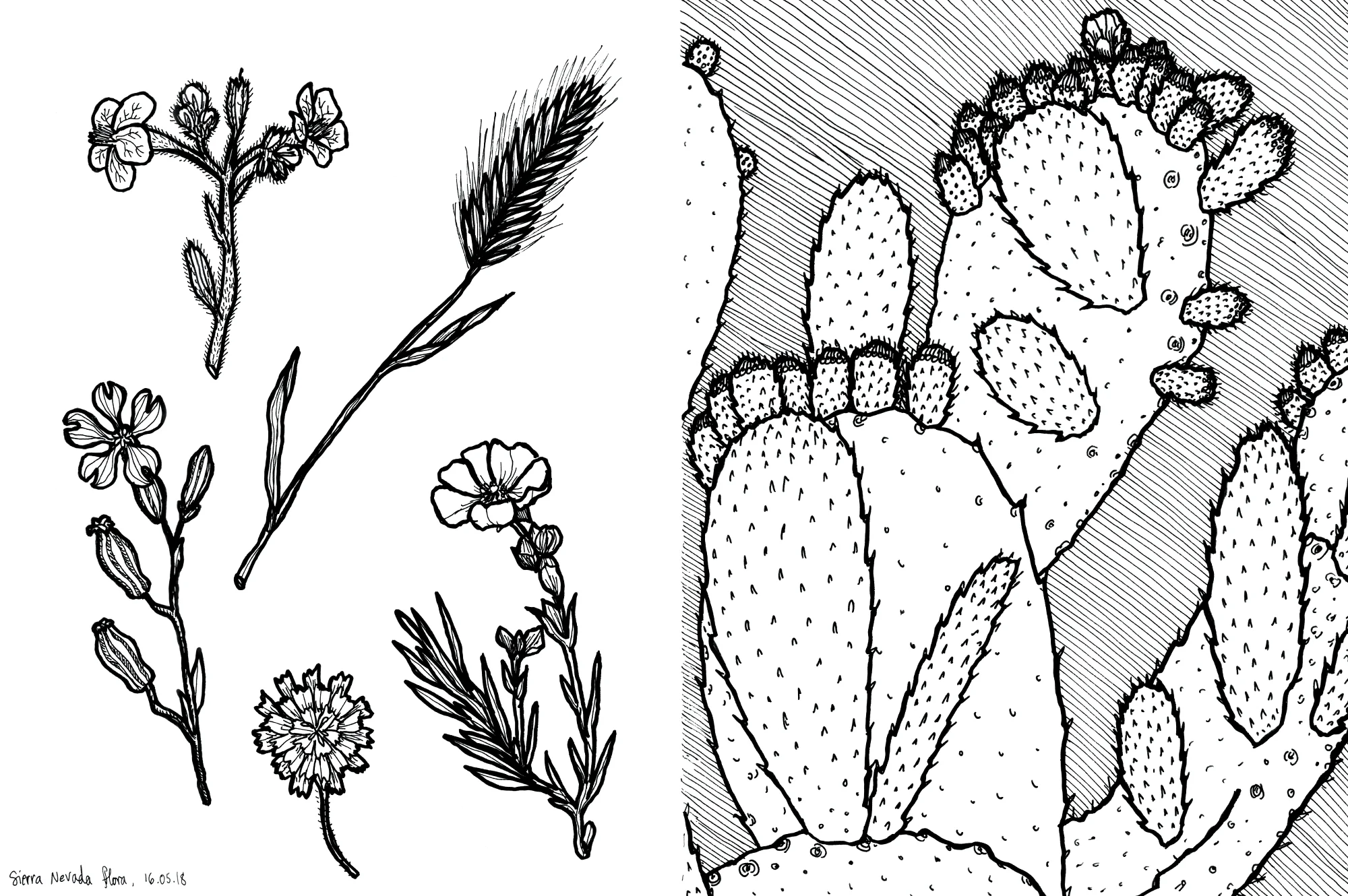 24_granada_flora_cactus_web.jpg