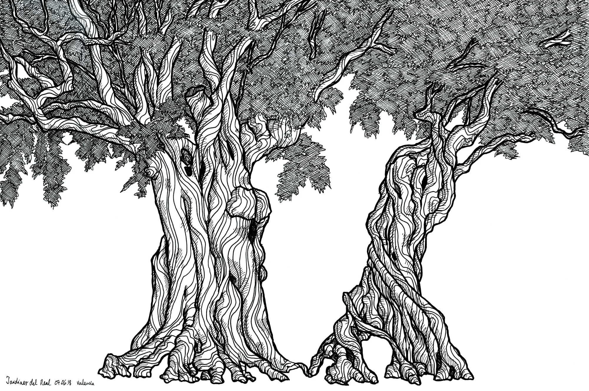 36_valencia_olive-trees_web.jpg