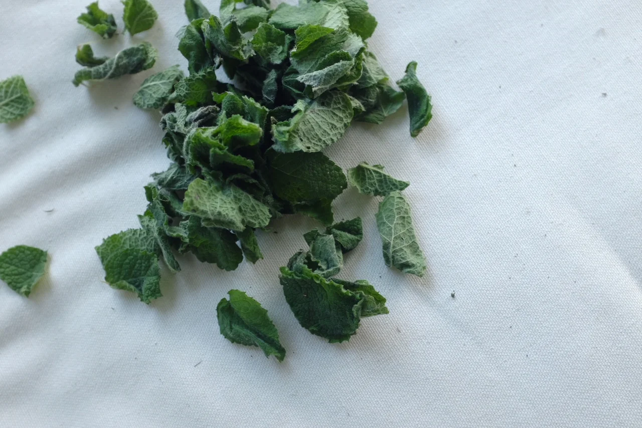 GF recipe: wild mint syrup with leaves from the garden